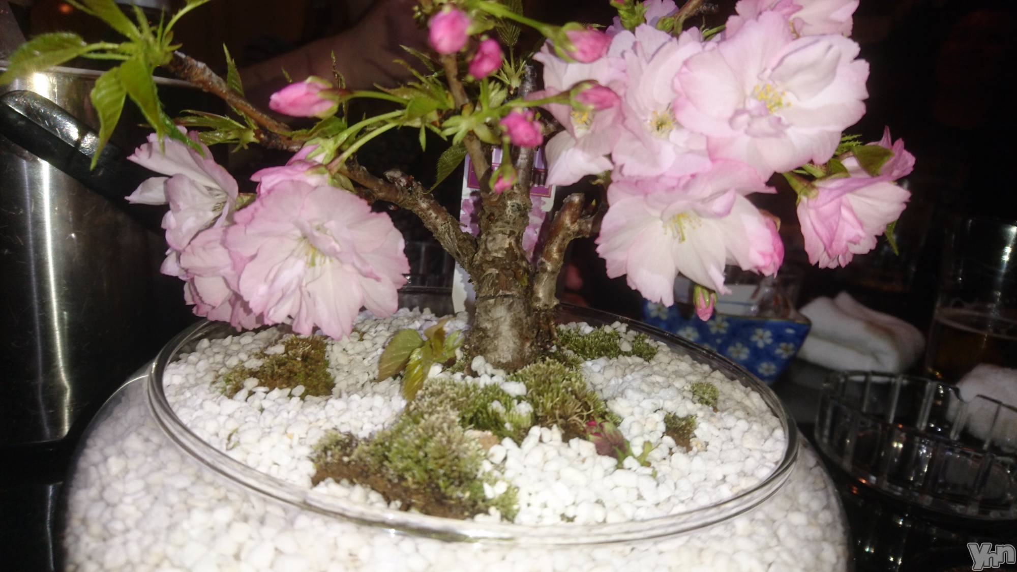 ���ܥ���Х��顦�����Entertainment Club HANA��BUSA(���󥿡��ƥ����ȥ���֡��ϥʥ֥�) ��2019ǯ4��6���̥�֥�����🌸��