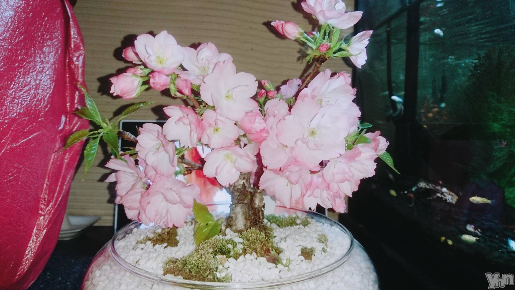 ���ܥ���Х��顦�����Entertainment Club HANA��BUSA(���󥿡��ƥ����ȥ���֡��ϥʥ֥�) ��2019ǯ4��10���̥�֥�����🌸��