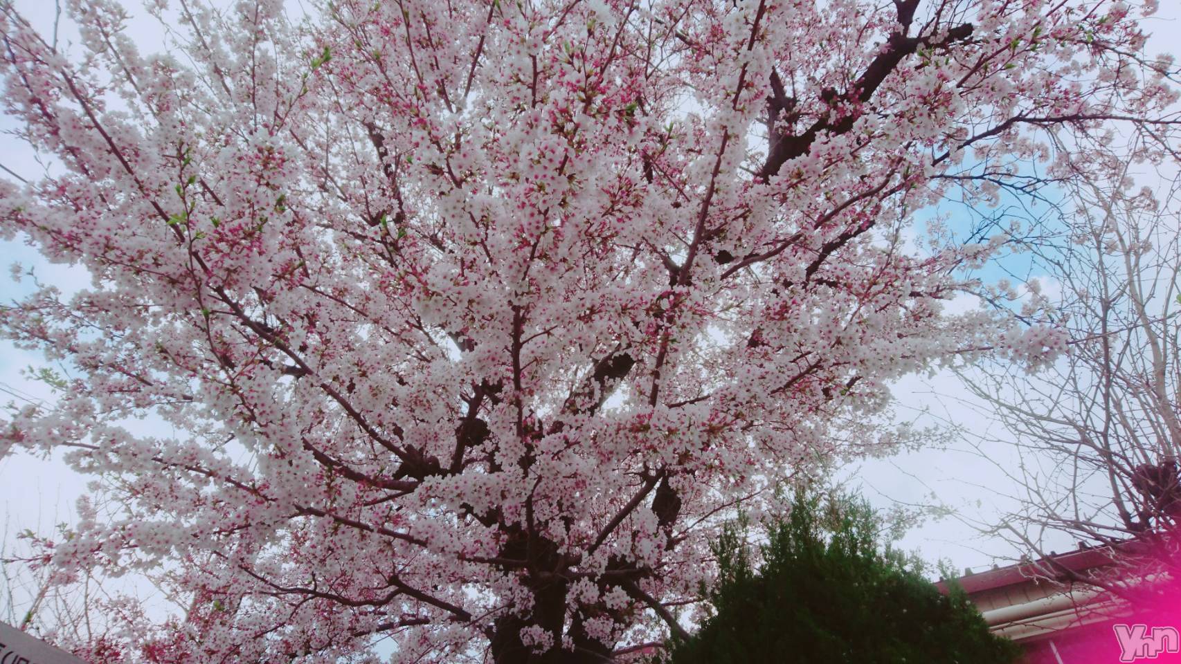 ���ܥ���Х��顦�����Entertainment Club HANA��BUSA(���󥿡��ƥ����ȥ���֡��ϥʥ֥�) ��2019ǯ4��13���̥�֥�����🌸��