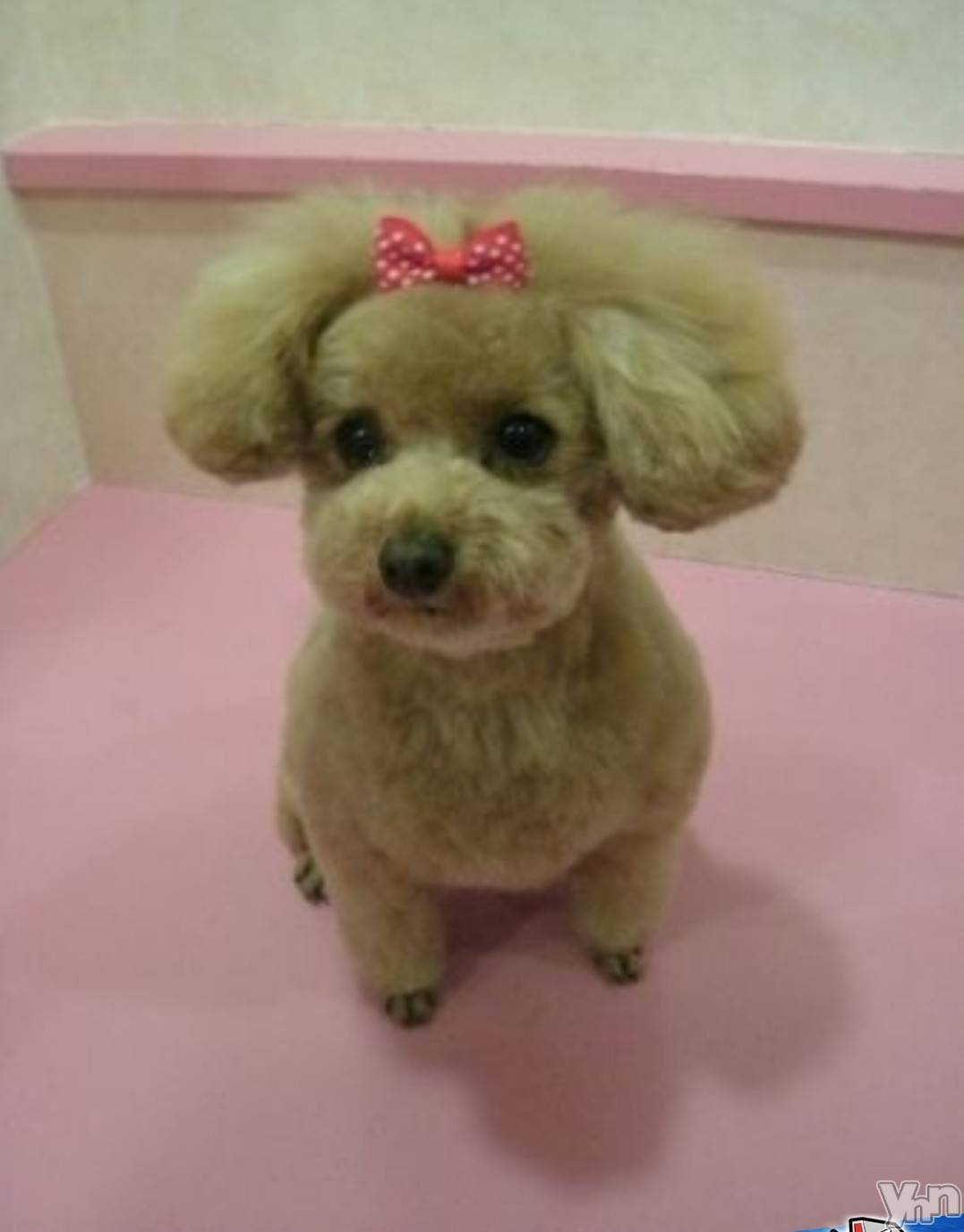 ���ܥ���Х��顦�����Entertainment Club HANA��BUSA(���󥿡��ƥ����ȥ���֡��ϥʥ֥�) ��2022ǯ2��12���̥�֥�����❤��