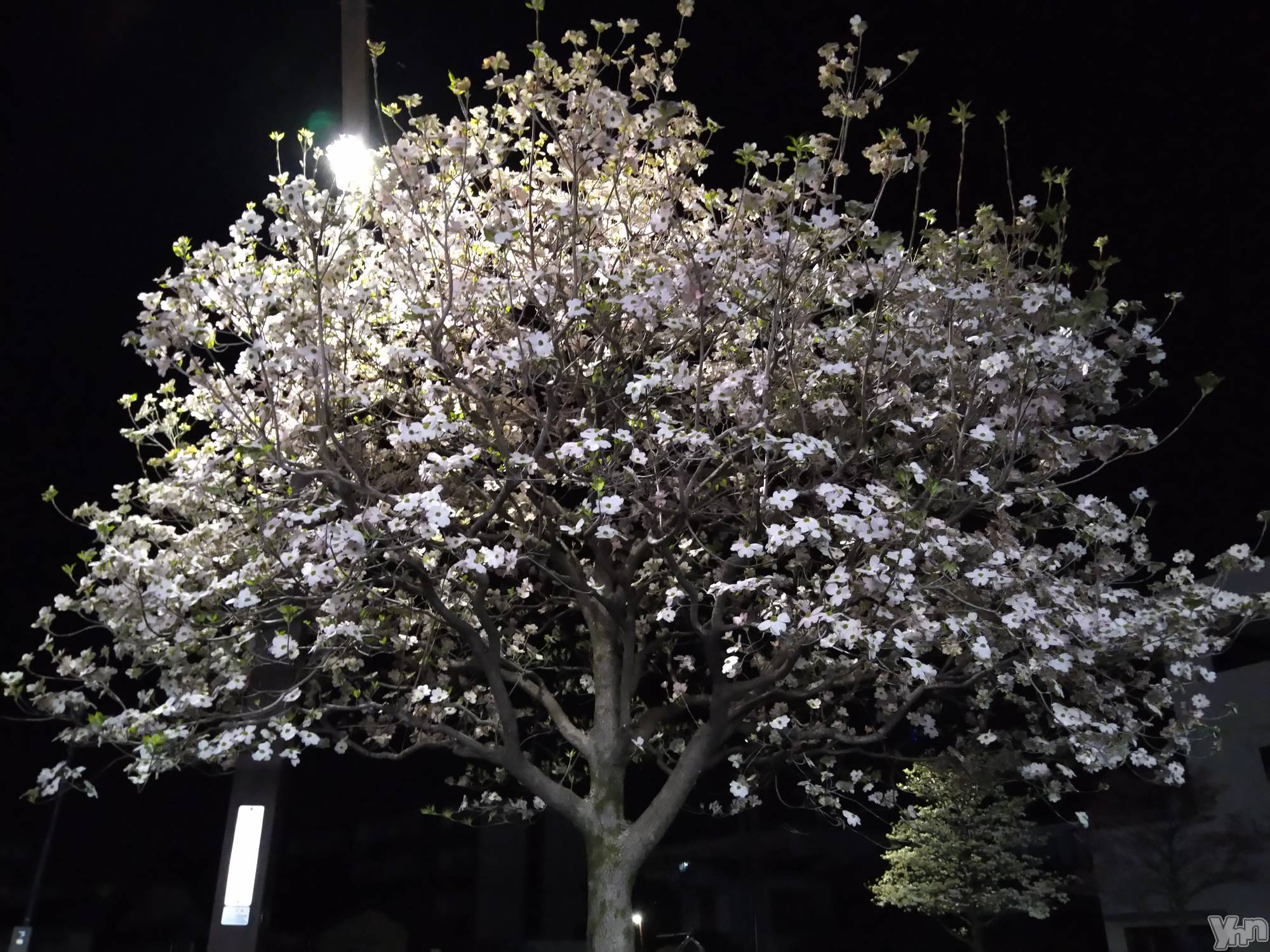 ���ܥ���Х��顦�����Entertainment Club HANA��BUSA(���󥿡��ƥ����ȥ���֡��ϥʥ֥�) ��2022ǯ4��9���̥�֥����֤����