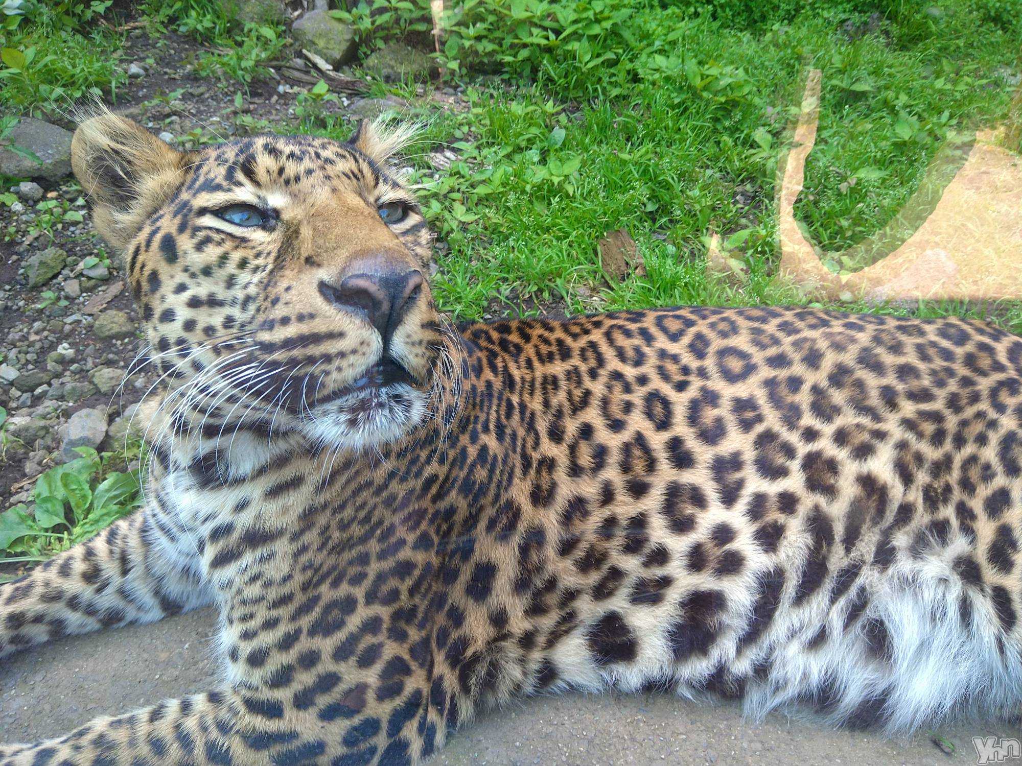 ���ܥ���Х��顦�����Entertainment Club HANA��BUSA(���󥿡��ƥ����ȥ���֡��ϥʥ֥�) ��2022ǯ6��15���̥�֥�����🐆❤��