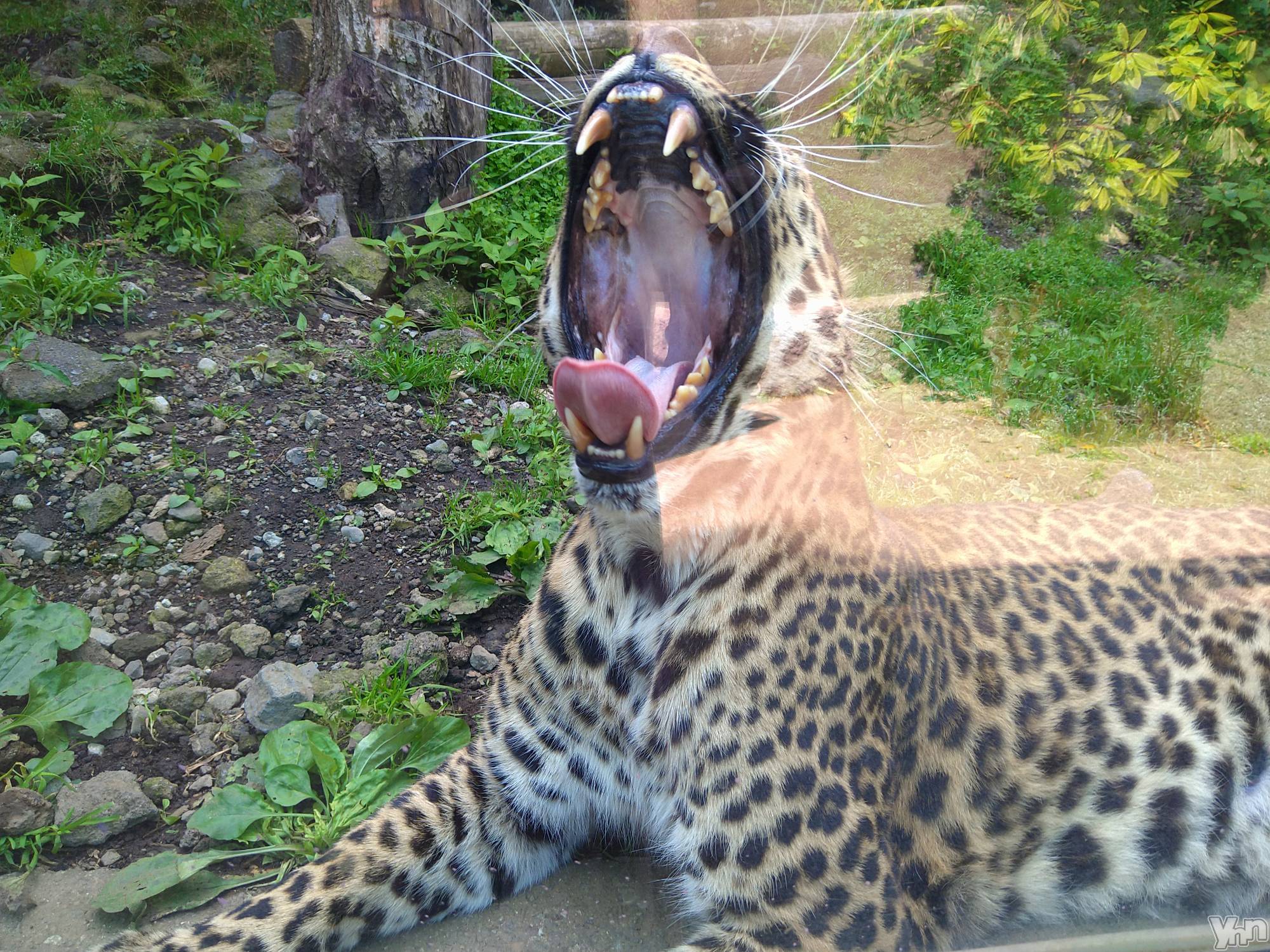 ���ܥ���Х��顦�����Entertainment Club HANA��BUSA(���󥿡��ƥ����ȥ���֡��ϥʥ֥�) ��2022ǯ6��16���̥�֥�����📸💥��