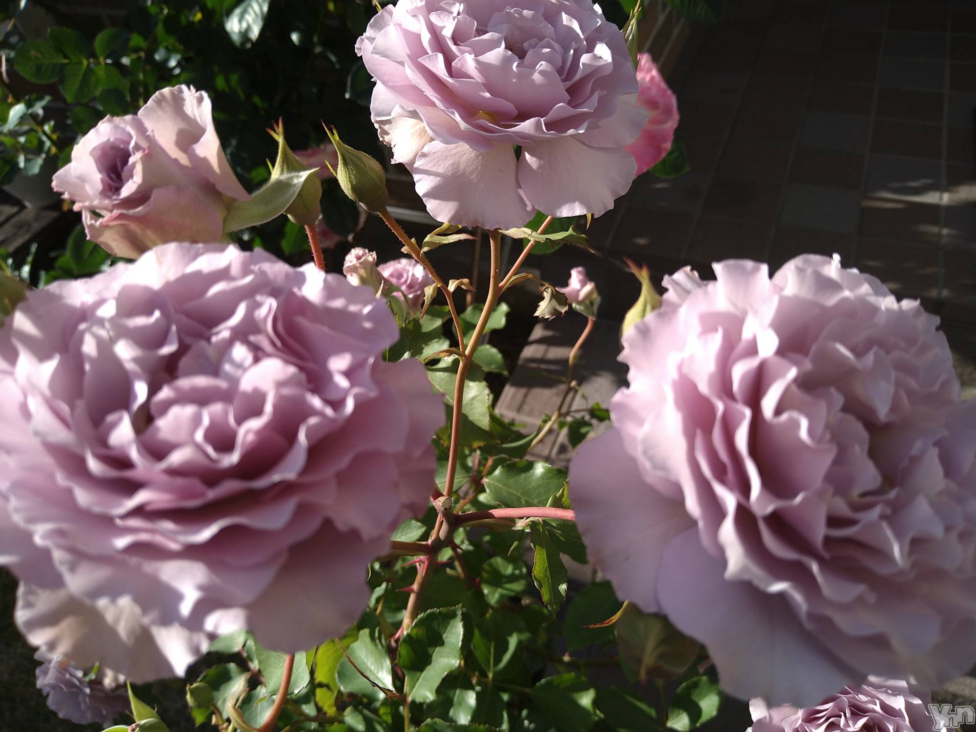 ���ܥ���Х��顦�����Entertainment Club HANA��BUSA(���󥿡��ƥ����ȥ���֡��ϥʥ֥�) ��2022ǯ9��25���̥�֥�����🌹•*��*•.��