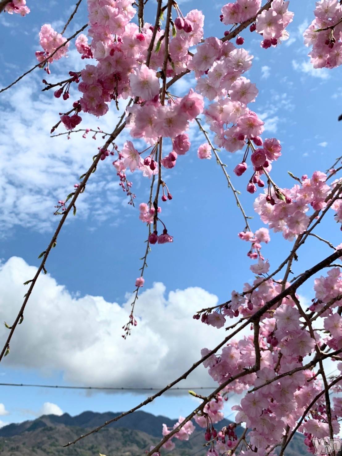 ���ܥ���Х��顦�����Entertainment Club HANA��BUSA(���󥿡��ƥ����ȥ���֡��ϥʥ֥�) ��2023ǯ3��23���̥�֥�����🌸��