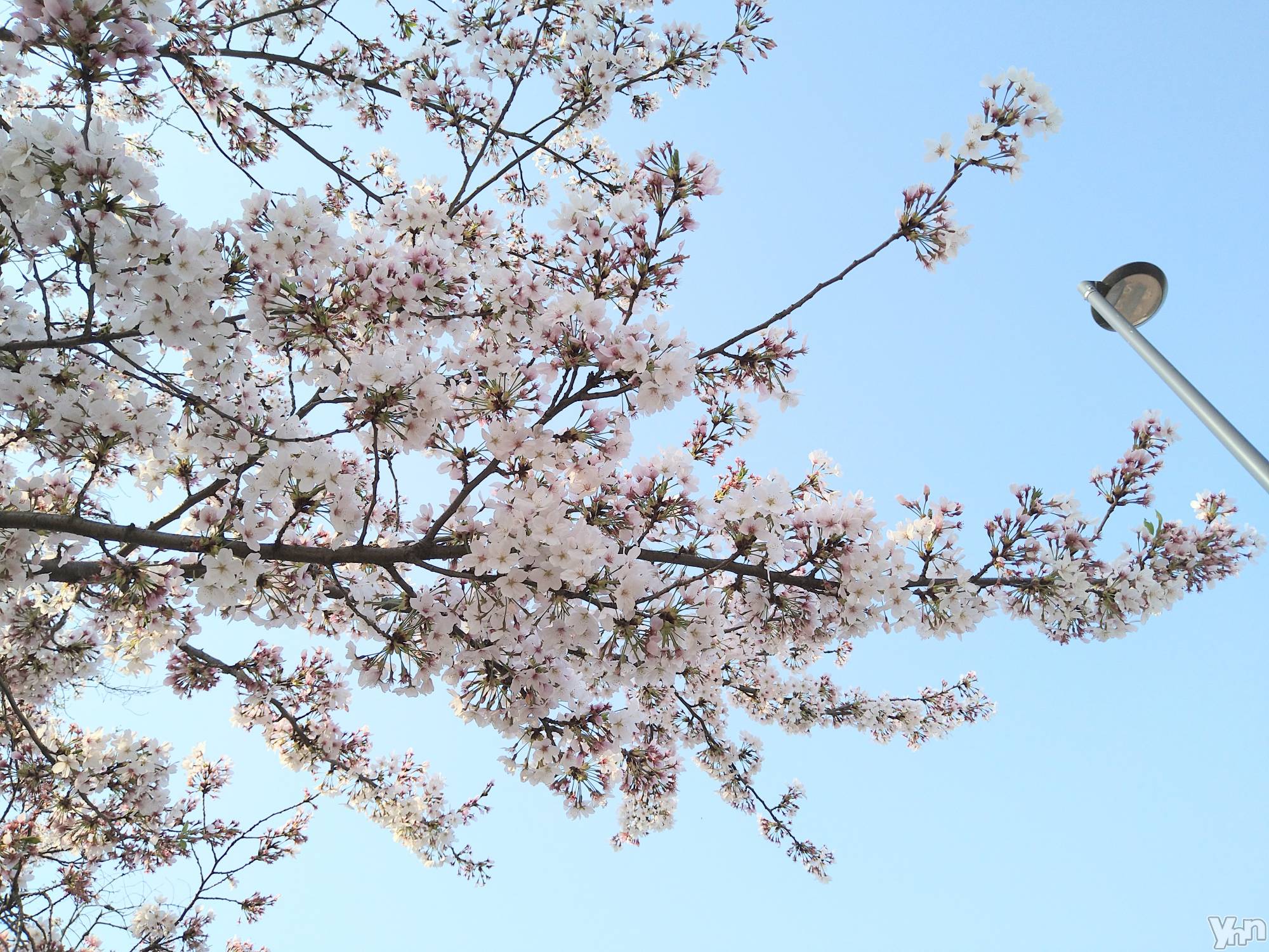 ���ܥ���Х��顦�����Entertainment Club HANA��BUSA(���󥿡��ƥ����ȥ���֡��ϥʥ֥�) ��2023ǯ4��15���̥�֥�����🤩��