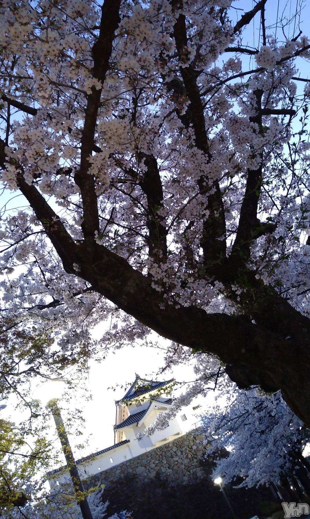 ���ܥ���Х��顦�����Entertainment Club HANA��BUSA(���󥿡��ƥ����ȥ���֡��ϥʥ֥�) ��2025ǯ4��9���̥�֥�����🌸��