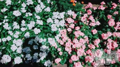 ���ܥ���Х��顦�����Entertainment Club HANA��BUSA(���󥿡��ƥ����ȥ���֡��ϥʥ֥�) ������4��13���̥�֥�����4��13�� 21��32ʬ�μ̥�֥�����