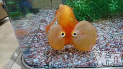 ���ܥ���Х��顦�����Entertainment Club HANA��BUSA(���󥿡��ƥ����ȥ���֡��ϥʥ֥�) ������9��22���̥�֥����֤����