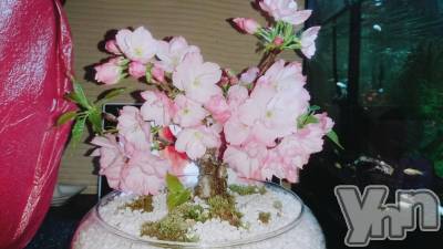 ���ܥ���Х��顦�����Entertainment Club HANA��BUSA(���󥿡��ƥ����ȥ���֡��ϥʥ֥�) ������4��10���̥�֥�����🌸��