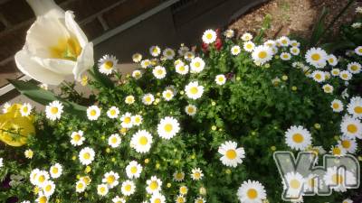 ���ܥ���Х��顦�����Entertainment Club HANA��BUSA(���󥿡��ƥ����ȥ���֡��ϥʥ֥�) ������4��19���̥�֥����֤����