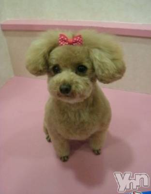 ���ܥ���Х��顦�����Entertainment Club HANA��BUSA(���󥿡��ƥ����ȥ���֡��ϥʥ֥�) ������6��21���̥�֥����֤����