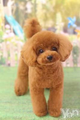 ���ܥ���Х��顦�����Entertainment Club HANA��BUSA(���󥿡��ƥ����ȥ���֡��ϥʥ֥�) ������11��13���̥�֥�����❤��