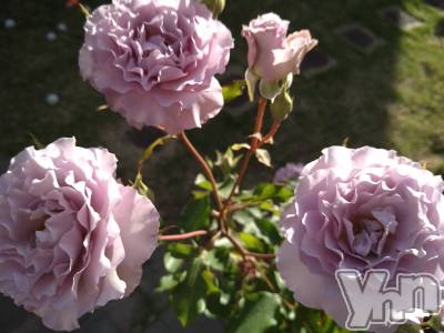 ���ܥ���Х��顦�����Entertainment Club HANA��BUSA(���󥿡��ƥ����ȥ���֡��ϥʥ֥�) ������6��26���̥�֥�����🌹��