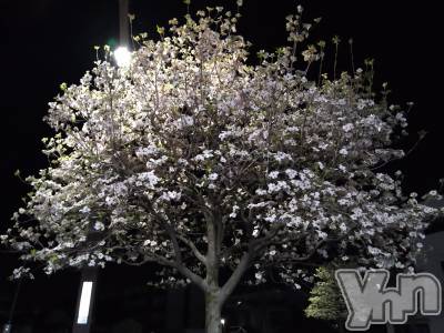 ���ܥ���Х��顦�����Entertainment Club HANA��BUSA(���󥿡��ƥ����ȥ���֡��ϥʥ֥�) ������4��9���̥�֥����֤����