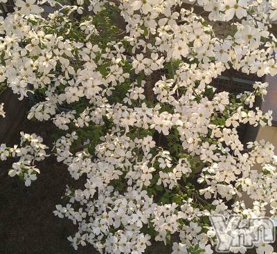 ���ܥ���Х��顦�����Entertainment Club HANA��BUSA(���󥿡��ƥ����ȥ���֡��ϥʥ֥�) ������4��29���̥�֥�����💐��