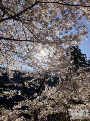 ���ܥ���Х��顦�����Entertainment Club HANA��BUSA(���󥿡��ƥ����ȥ���֡��ϥʥ֥�) ������4��19���̥�֥�����🌸��