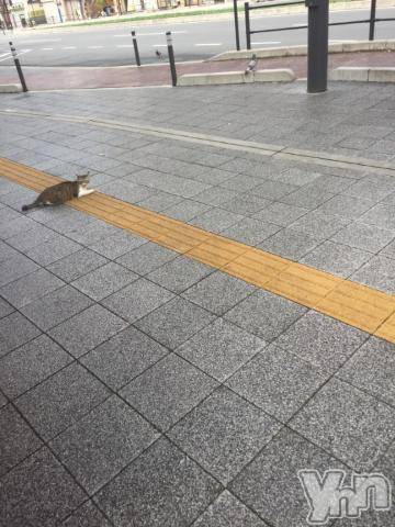 甲府ソープBARUBORA(バルボラ)こゆきの2022年6月12日写メブログ「にゃー♡」