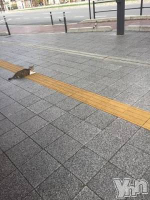 甲府ソープ BARUBORA(バルボラ) こゆき(ヒミツ)の6月12日写メブログ「にゃー♡」